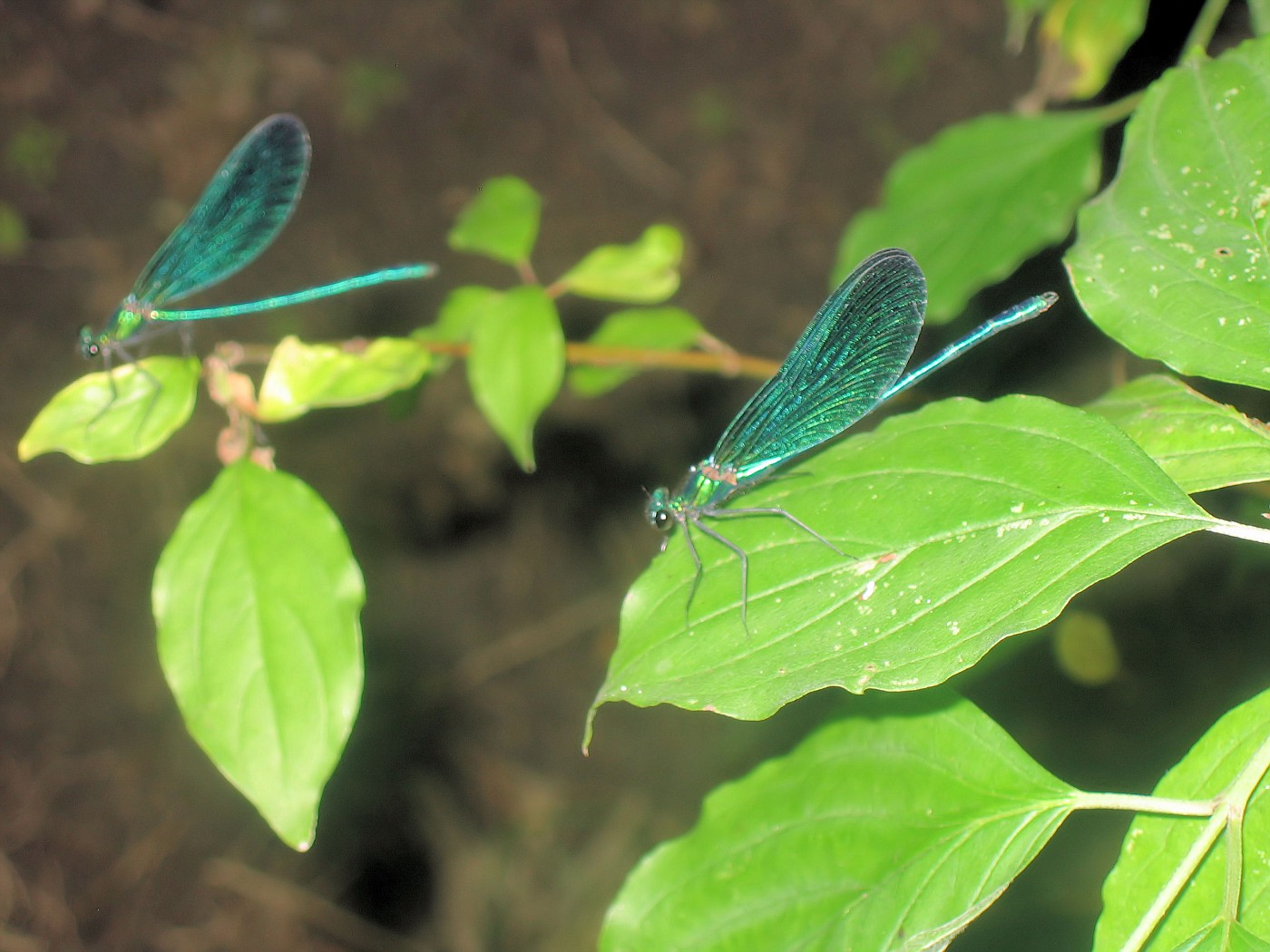Two Dragonflies #1
