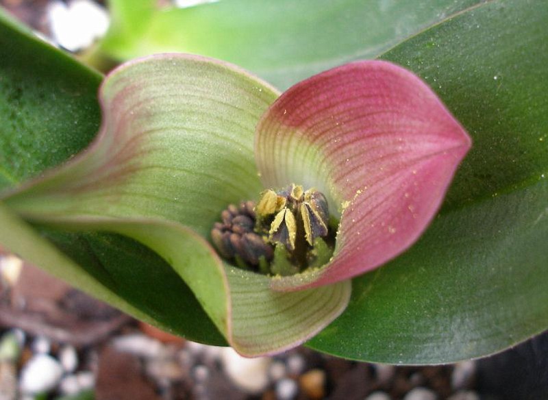 Androcymbium latifolium