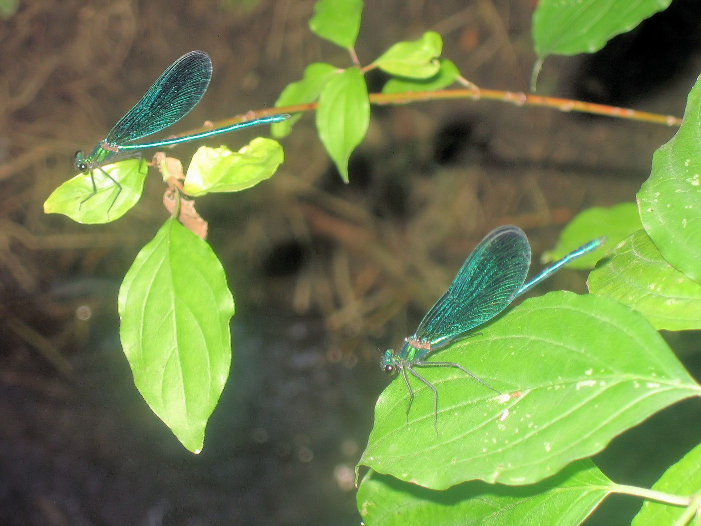 Two Dragonflies #2