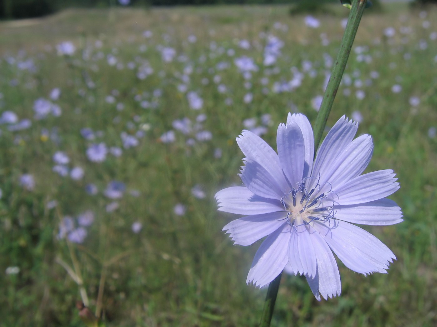 Flower in a Field